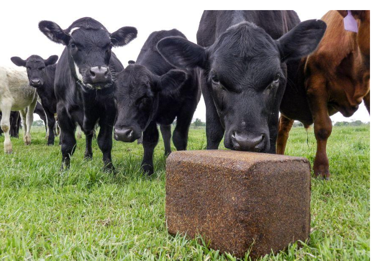 cows feeding on feed blocks.PNG